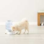 Amazon Basics Dog and Cat Water Feeder, Small, 1 Gallons (3.8 liters), Transparent