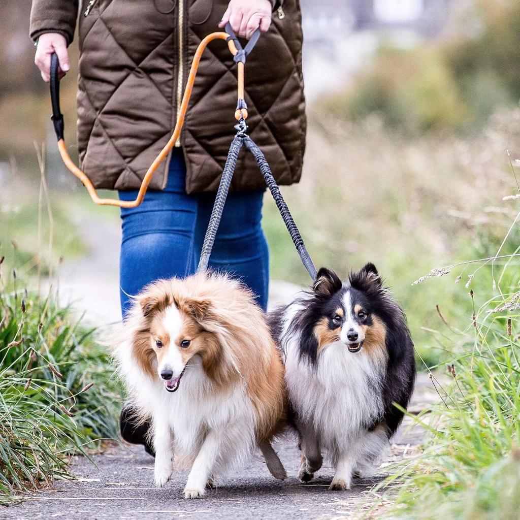 Sweetie Dog Lead Splitter – Dual Shock Absorbing Bungee Double Leash Coupler - Perfect Leads for Walking 2 Small to Medium Dogs on One Lead - No Tangle 360° Swivel Clip - Reflective Stitching